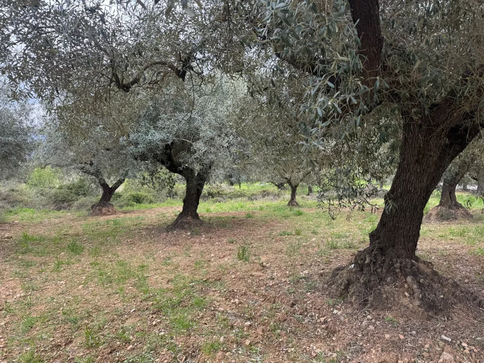 Finca en Sant Mateu, Castellon - foto 4